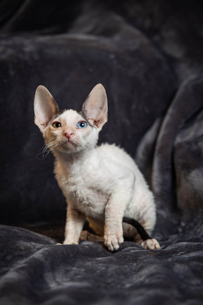 Cornish Rex Kittens for Sale, Makin Waves Rex, Cornish Rex Minnesota