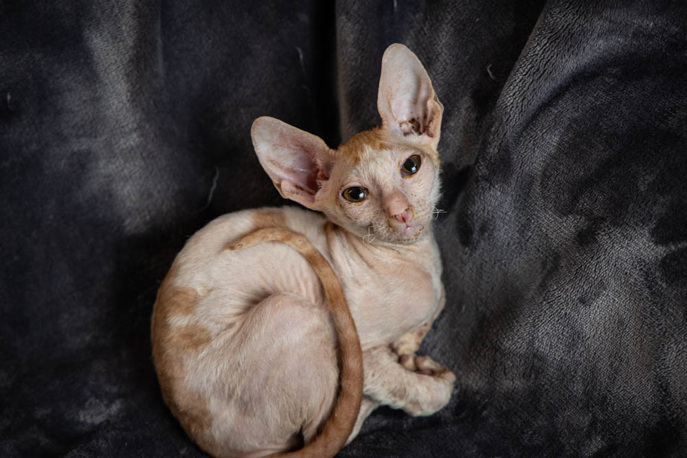 Cornish Rex Kittens for Sale Makin Waves Rex Cornish Rex Minnesota